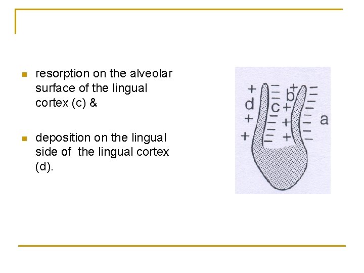 n resorption on the alveolar surface of the lingual cortex (c) & n deposition