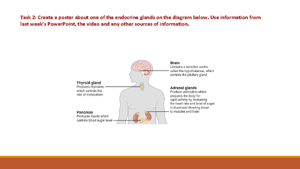 Task 2: Create a poster about one of the endocrine glands on the diagram