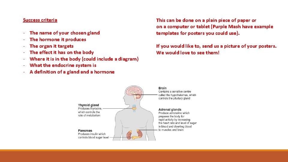 Success criteria - The name of your chosen gland The hormone it produces The