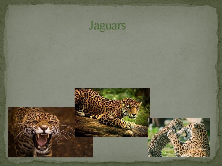 Jaguars 