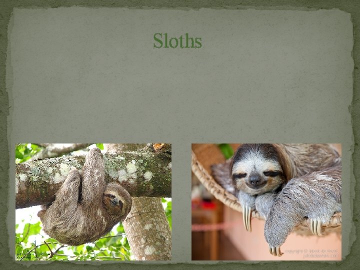 Sloths 