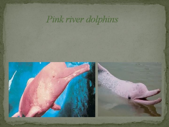 Pink river dolphins 