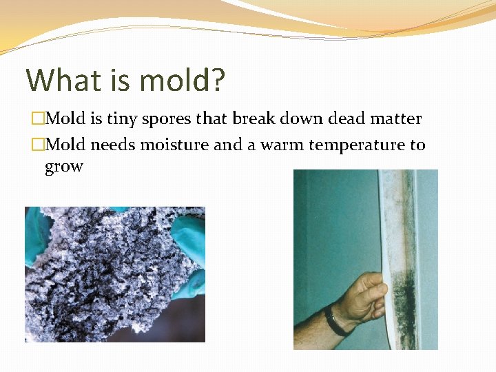 What is mold? �Mold is tiny spores that break down dead matter �Mold needs