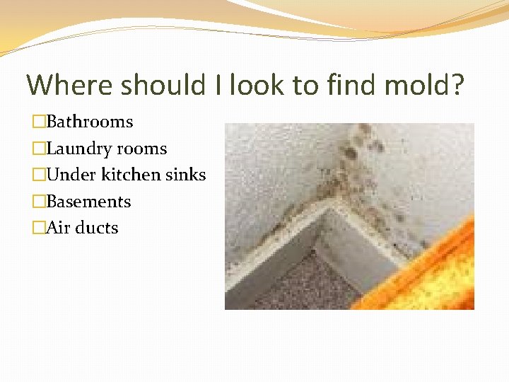 Where should I look to find mold? �Bathrooms �Laundry rooms �Under kitchen sinks �Basements