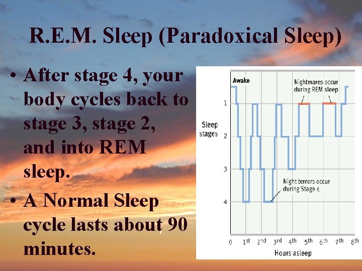 R. E. M. Sleep (Paradoxical Sleep) • After stage 4, your body cycles back R. E. M. Sleep (Paradoxical Sleep) • After stage 4, your body cycles back