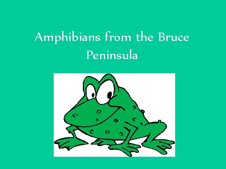 Amphibians from the Bruce Peninsula 
