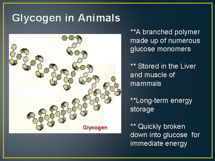 Glycogen in Animals **A branched polymer made up of numerous glucose monomers ** Stored