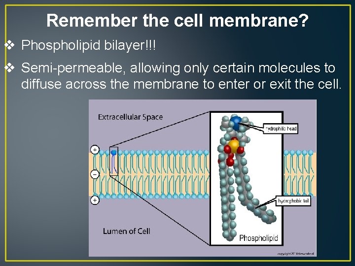 Remember the cell membrane? v Phospholipid bilayer!!! v Semi-permeable, allowing only certain molecules to