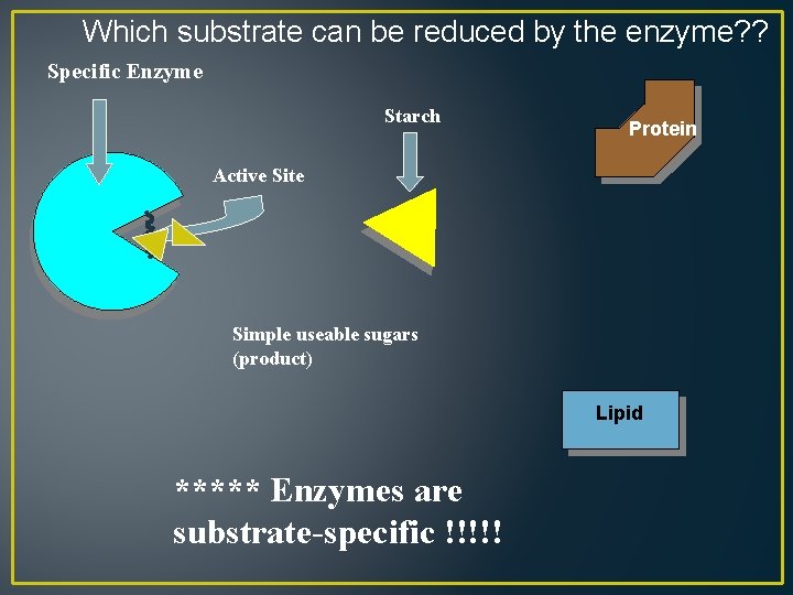 Which substrate can be reduced by the enzyme? ? Specific Enzyme Starch Protein Active