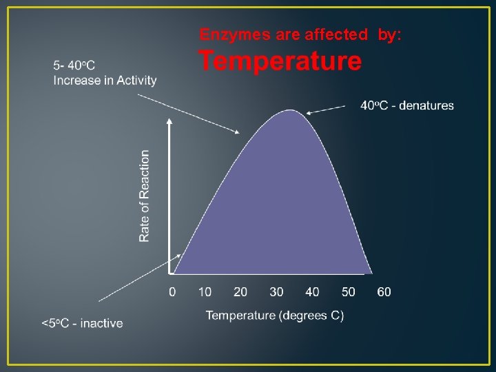 Enzymes are affected by: 