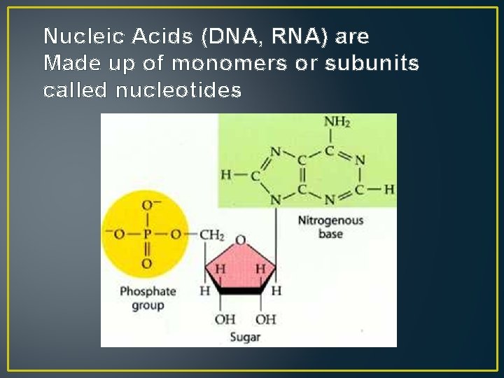 Nucleic Acids (DNA, RNA) are Made up of monomers or subunits called nucleotides 