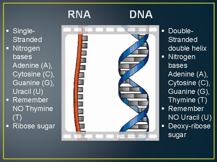 RNA § Single. Stranded § Nitrogen bases Adenine (A), Cytosine (C), Guanine (G), Uracil