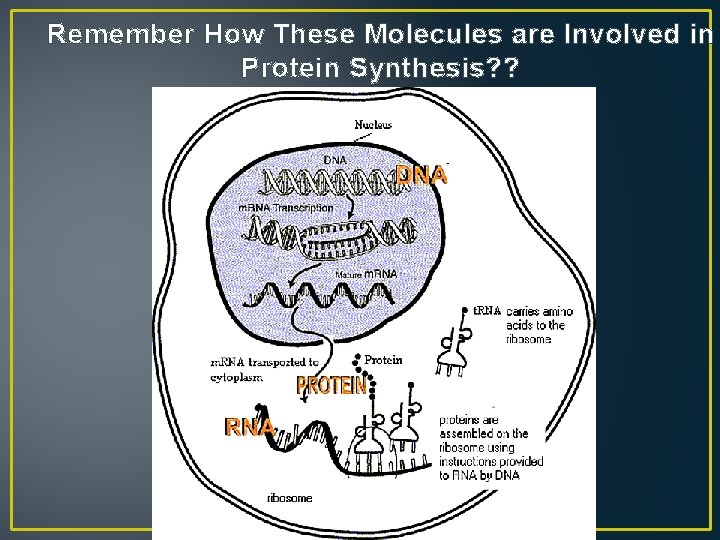 Remember How These Molecules are Involved in Protein Synthesis? ? 