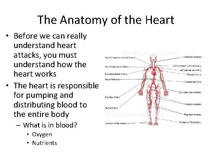 The Anatomy of the Heart • Before we can really understand heart attacks, you