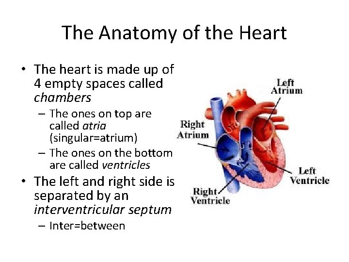 The Anatomy of the Heart • The heart is made up of 4 empty