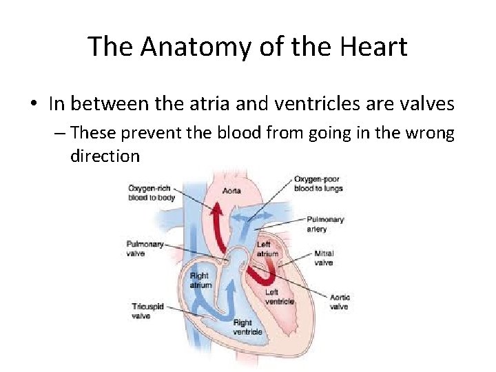 The Anatomy of the Heart • In between the atria and ventricles are valves