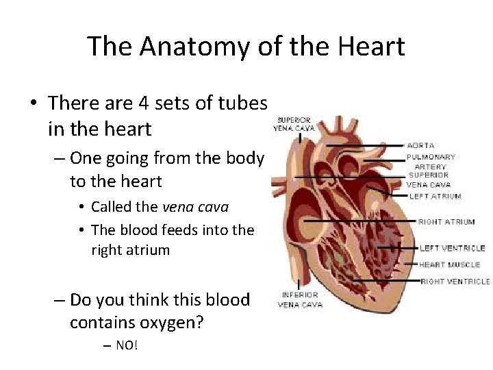 The Anatomy of the Heart • There are 4 sets of tubes in the