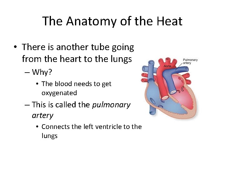 The Anatomy of the Heat • There is another tube going from the heart