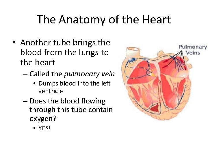 The Anatomy of the Heart • Another tube brings the blood from the lungs