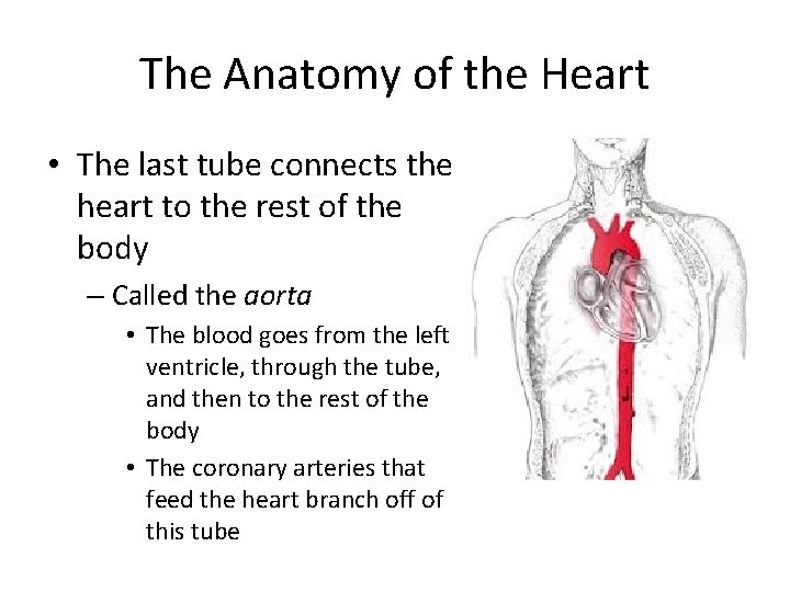 The Anatomy of the Heart • The last tube connects the heart to the