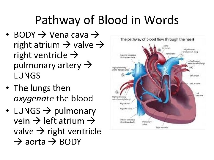 Pathway of Blood in Words • BODY Vena cava right atrium valve right ventricle