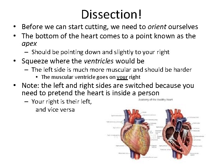 Dissection! • Before we can start cutting, we need to orient ourselves • The