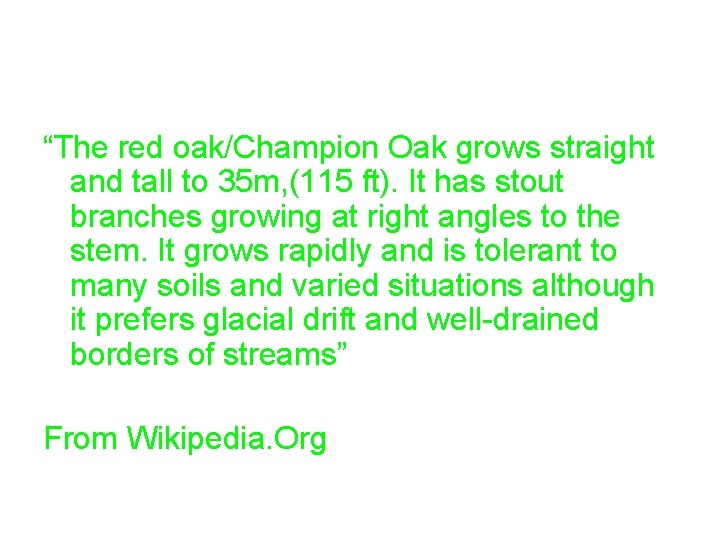 “The red oak/Champion Oak grows straight and tall to 35 m, (115 ft). It