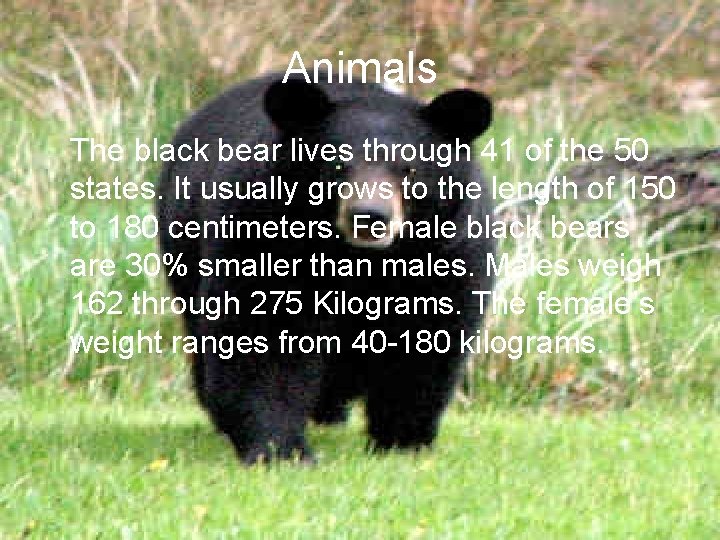 Animals The black bear lives through 41 of the 50 states. It usually grows