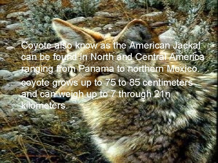 Coyote also know as the American Jackal can be found in North and Central