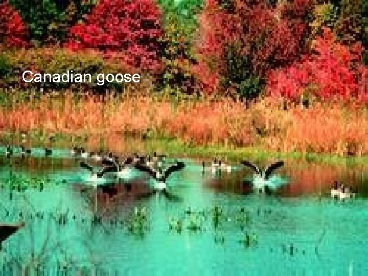 Canadian goose 