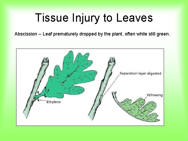 Tissue Injury to Leaves Abscission -- Leaf prematurely dropped by the plant, often while