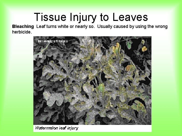 Tissue Injury to Leaves Bleaching Leaf turns white or nearly so. Usually caused by