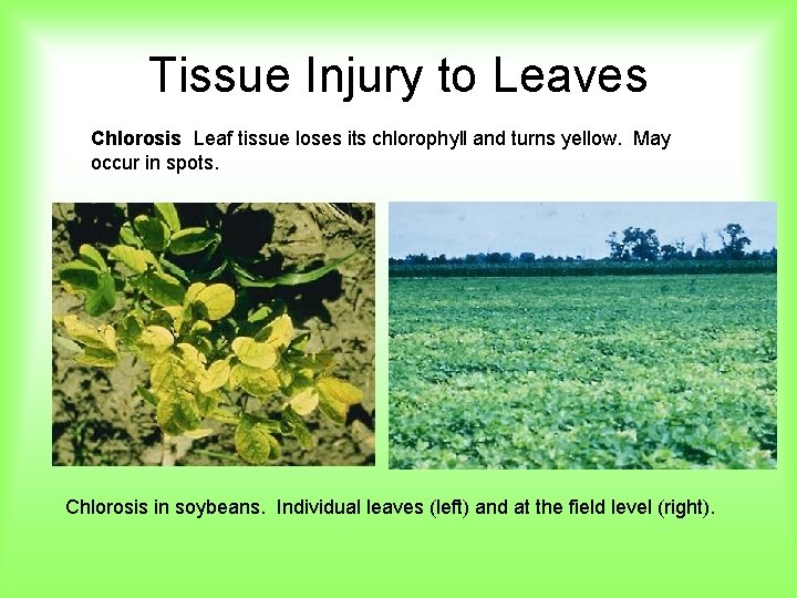 Tissue Injury to Leaves Chlorosis Leaf tissue loses its chlorophyll and turns yellow. May