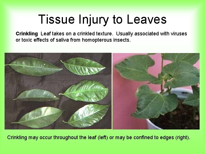 Tissue Injury to Leaves Crinkling Leaf takes on a crinkled texture. Usually associated with