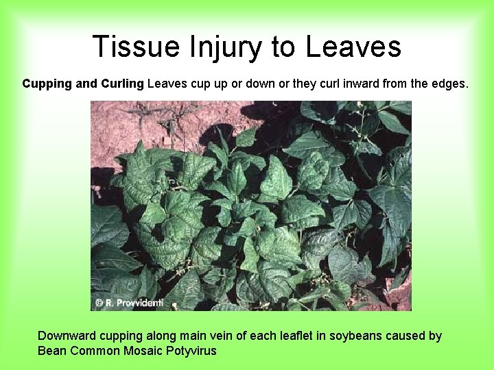 Tissue Injury to Leaves Cupping and Curling Leaves cup up or down or they