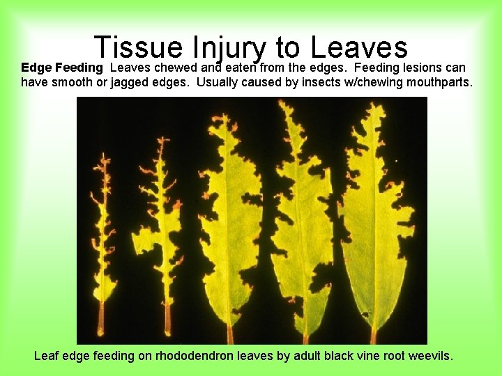 Tissue Injury to Leaves Edge Feeding Leaves chewed and eaten from the edges. Feeding