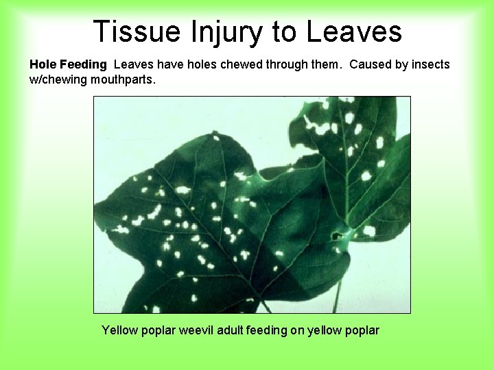 Tissue Injury to Leaves Hole Feeding Leaves have holes chewed through them. Caused by