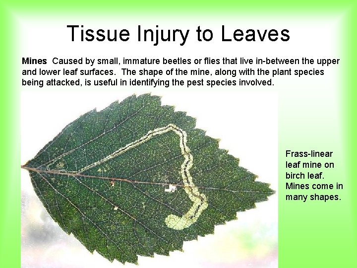 Tissue Injury to Leaves Mines Caused by small, immature beetles or flies that live