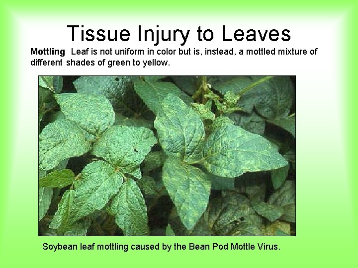 Tissue Injury to Leaves Mottling Leaf is not uniform in color but is, instead,