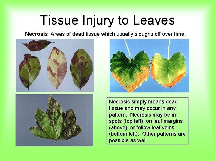Tissue Injury to Leaves Necrosis Areas of dead tissue which usually sloughs off over