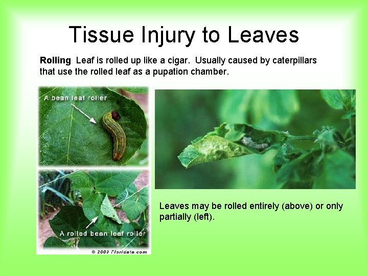 Tissue Injury to Leaves Rolling Leaf is rolled up like a cigar. Usually caused