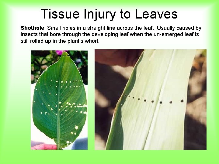 Tissue Injury to Leaves Shothole Small holes in a straight line across the leaf.