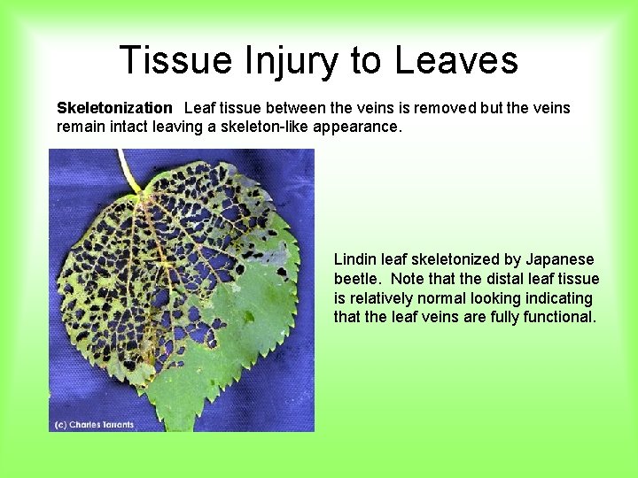 Tissue Injury to Leaves Skeletonization Leaf tissue between the veins is removed but the