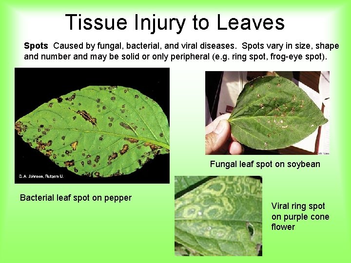 Tissue Injury to Leaves Spots Caused by fungal, bacterial, and viral diseases. Spots vary