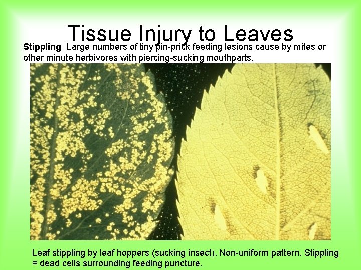 Tissue Injury to Leaves Stippling Large numbers of tiny pin-prick feeding lesions cause by
