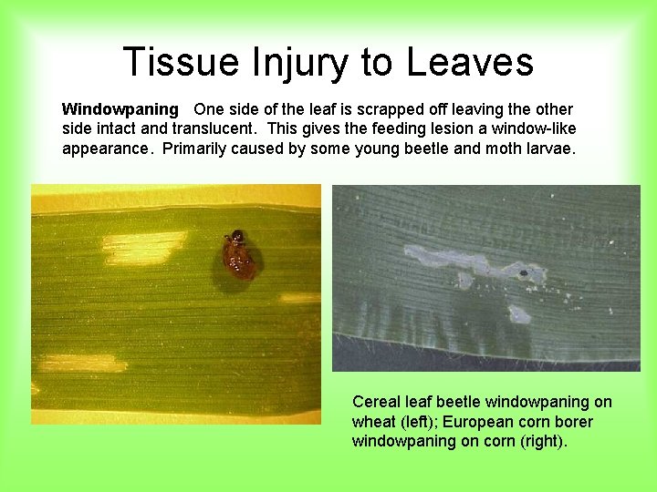 Tissue Injury to Leaves Windowpaning One side of the leaf is scrapped off leaving