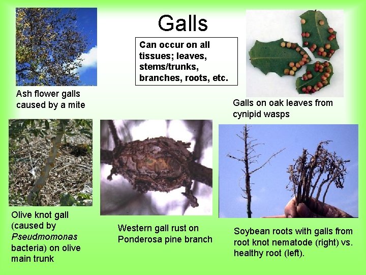 Galls Can occur on all tissues; leaves, stems/trunks, branches, roots, etc. Ash flower galls