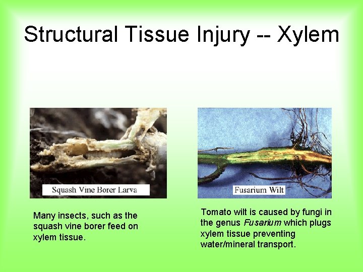 Structural Tissue Injury -- Xylem Many insects, such as the squash vine borer feed
