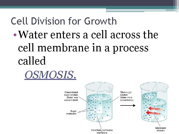 Cell Division for Growth • Water enters a cell across the cell membrane in Cell Division for Growth • Water enters a cell across the cell membrane in