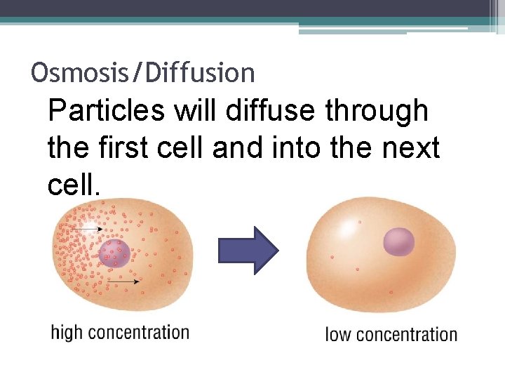 Osmosis/Diffusion Particles will diffuse through the first cell and into the next cell. Osmosis/Diffusion Particles will diffuse through the first cell and into the next cell.